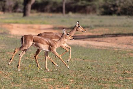 A pair of impala, Okonjima