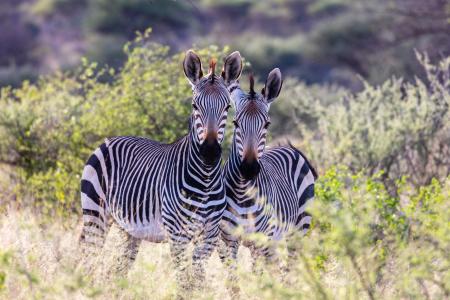 A pair of Zebra, Okonjima, Namibia