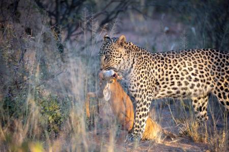 A leopard carrying its prey, Okonjima, Namibia