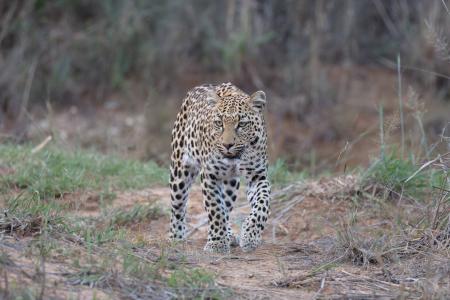 Leopard, Okonjima, Namibia
