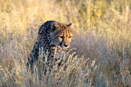 Hunting cheetah