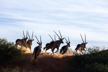 A herd of Oryx, Bagatelle Kalahari Game Ranch, Namibia