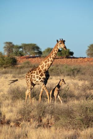 Mother & baby giraffes, Bagatelle Kalahari Game Ranch, Namibia