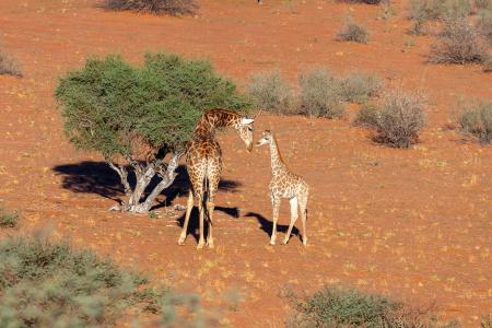 Giraffes at Bagatelle Kalahari Game Ranch, Namibia