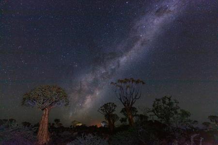 Milky Way over the Quiver tree forest, Keetmanshoop, Namibia