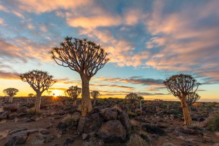 Quiver trees at dawn, Keetmanshoop, Namibia