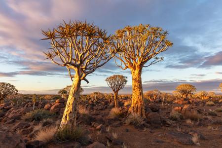  Quiver Tree forest, Keetmanshoop, Namibia