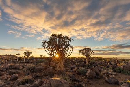 Sunrise at the Quiver Trees, Keetmanshoop, Namibia