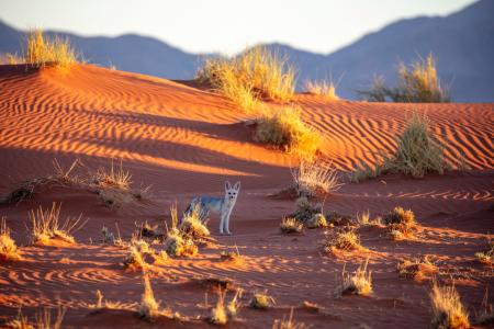 Desert fox, Wolwedans, Namibia