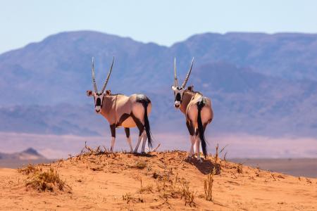 Two Oryx, Wolwedans, Namibia