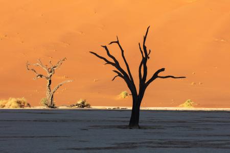 Light & dark trees, Deadvlei, Namibia
