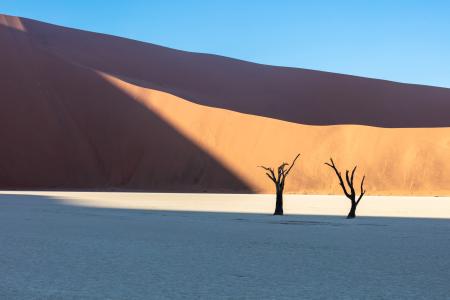 A pair of dead trees, Deadvlei, Namibia