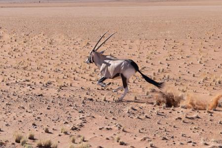 Oryx, Namib desert, Namibia