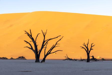 Deadvlei trees & sand dune, Namibia